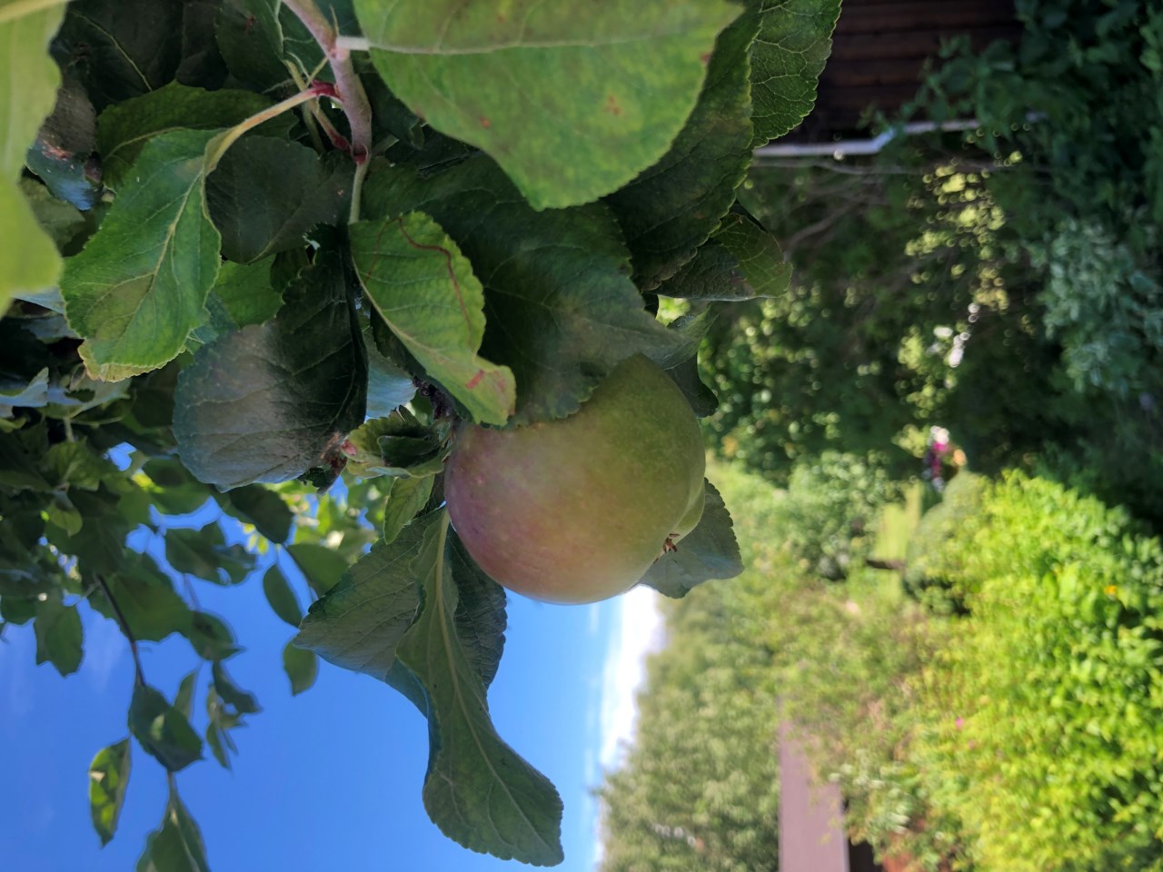Säljarens trädgårdsbilder
