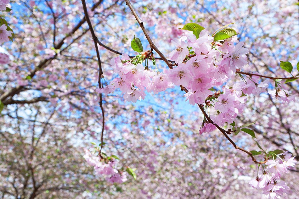 Körsbärsblomning