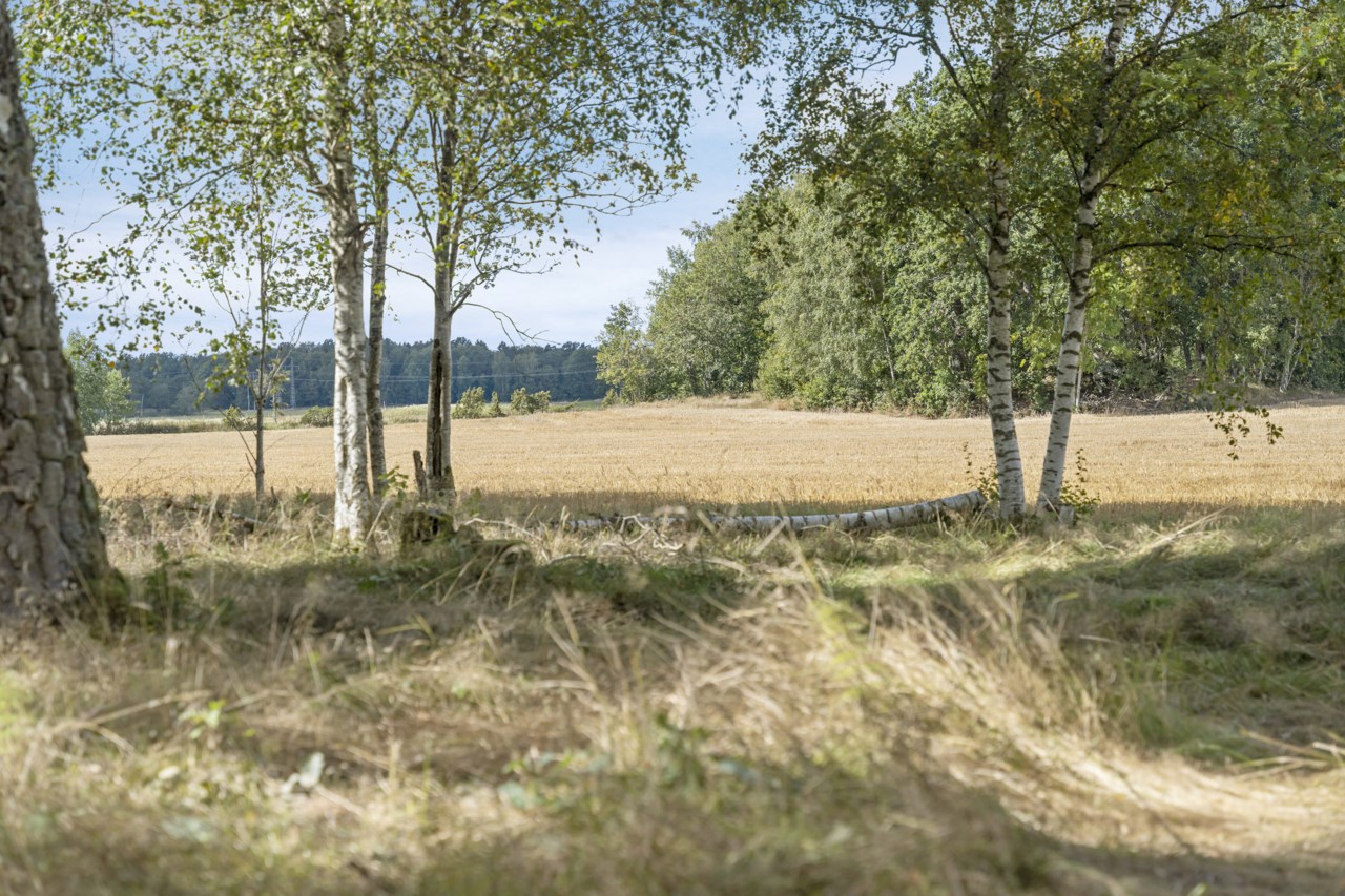 Vårbild från området.