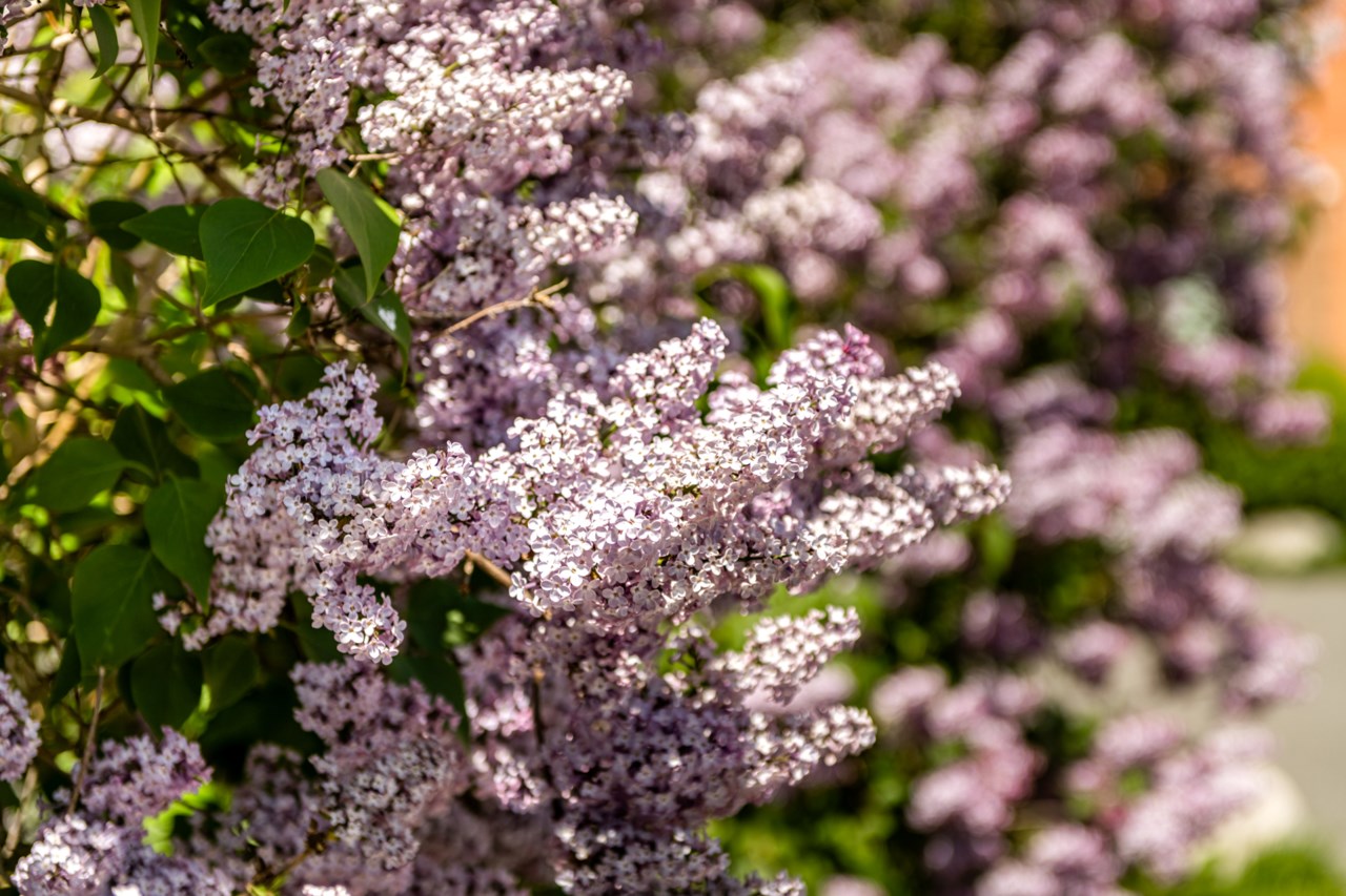 Folkungavägen 32