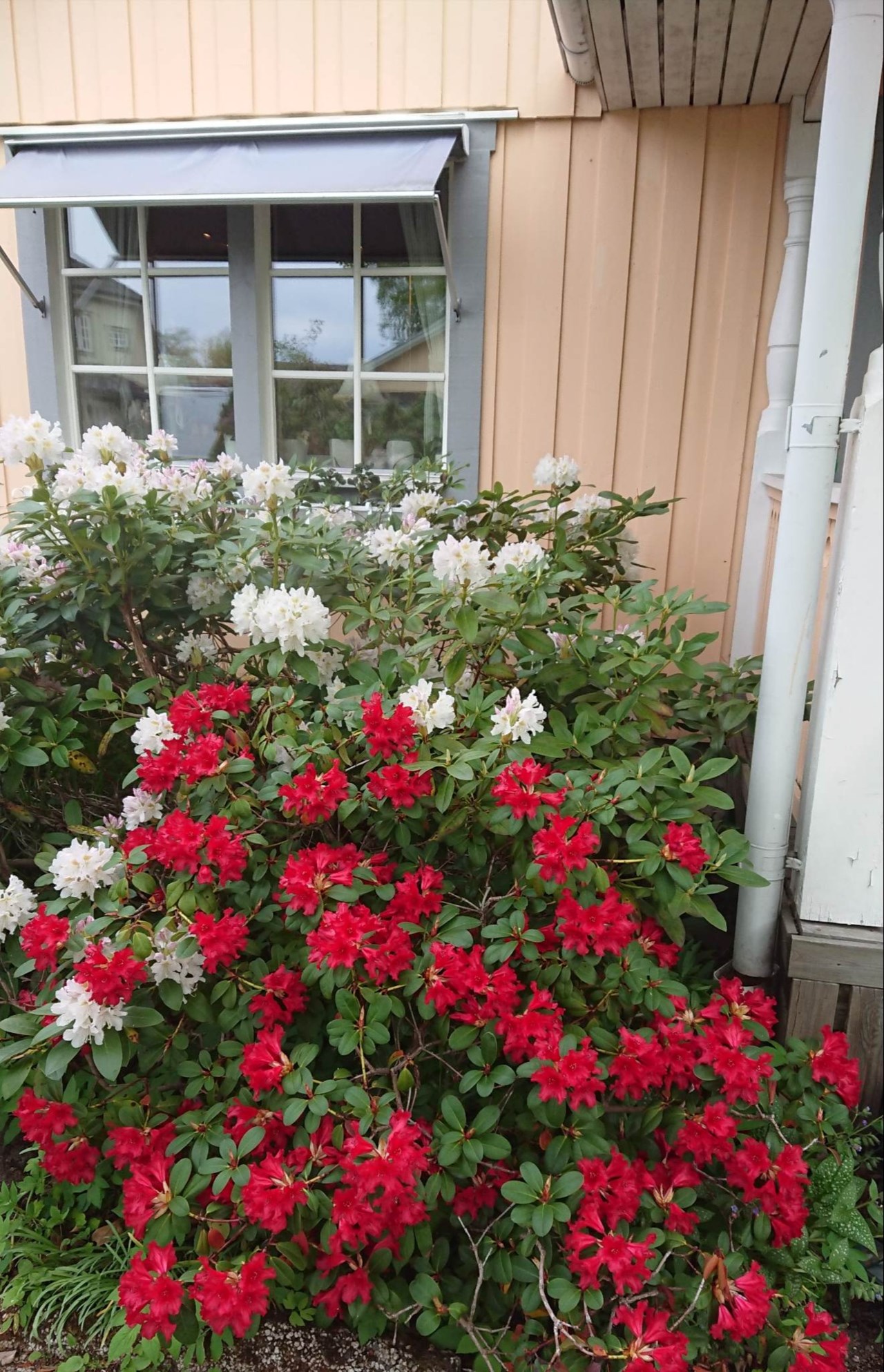 Privata sommarbilder