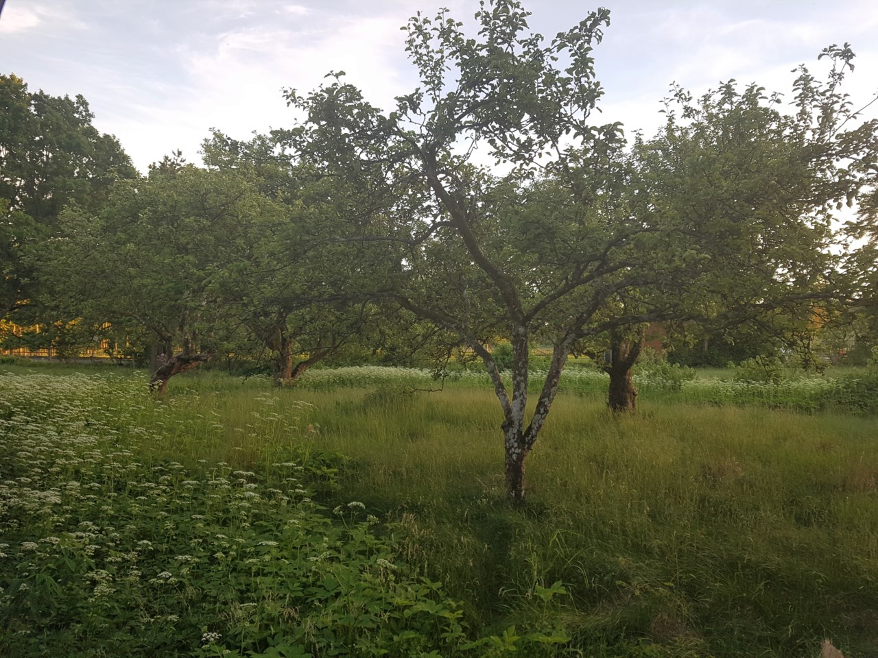 Fruktträdgård