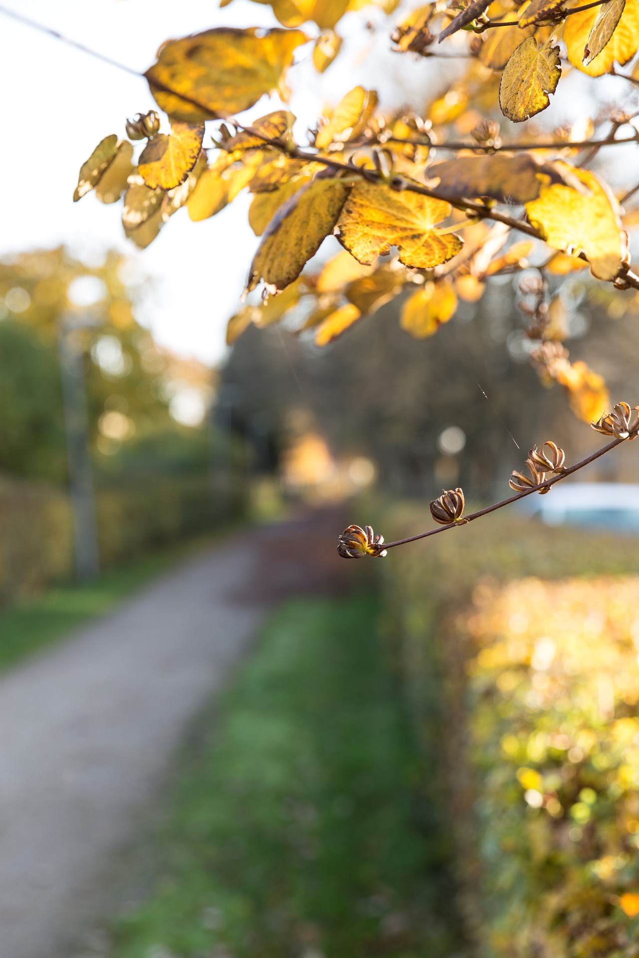 Floravägen 64