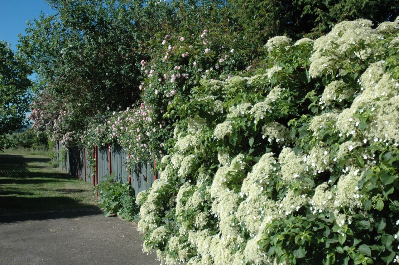 Trädgården i blom