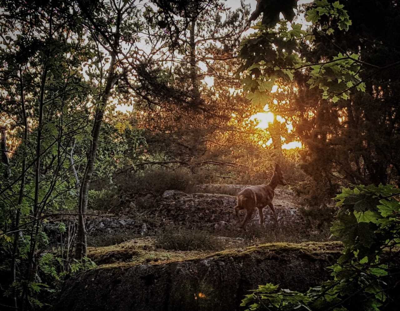 Brålunden 18, 2 tr