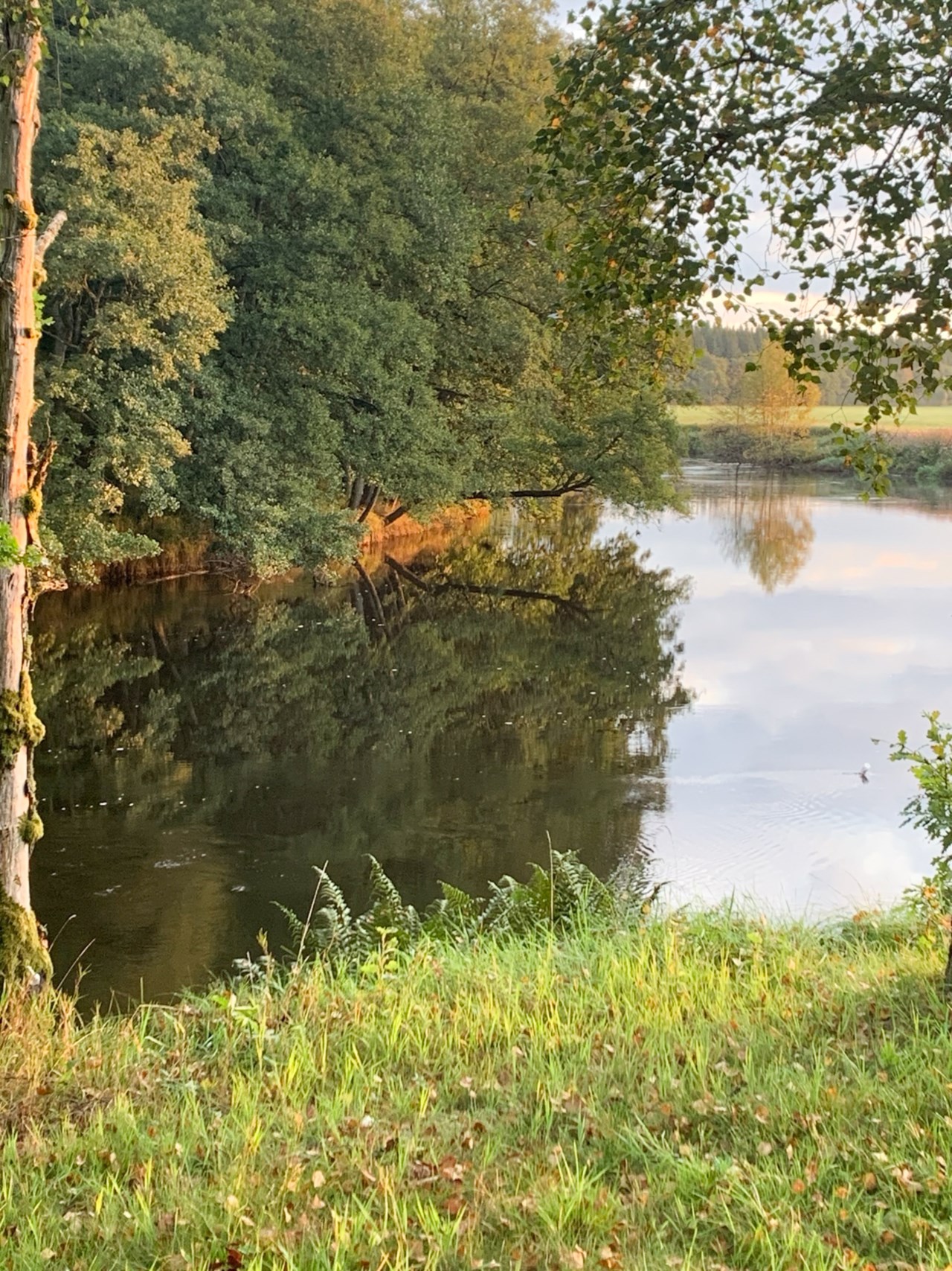 Säljarens egna bilder
