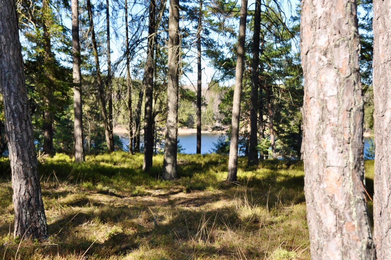 Utsikt från uterummet