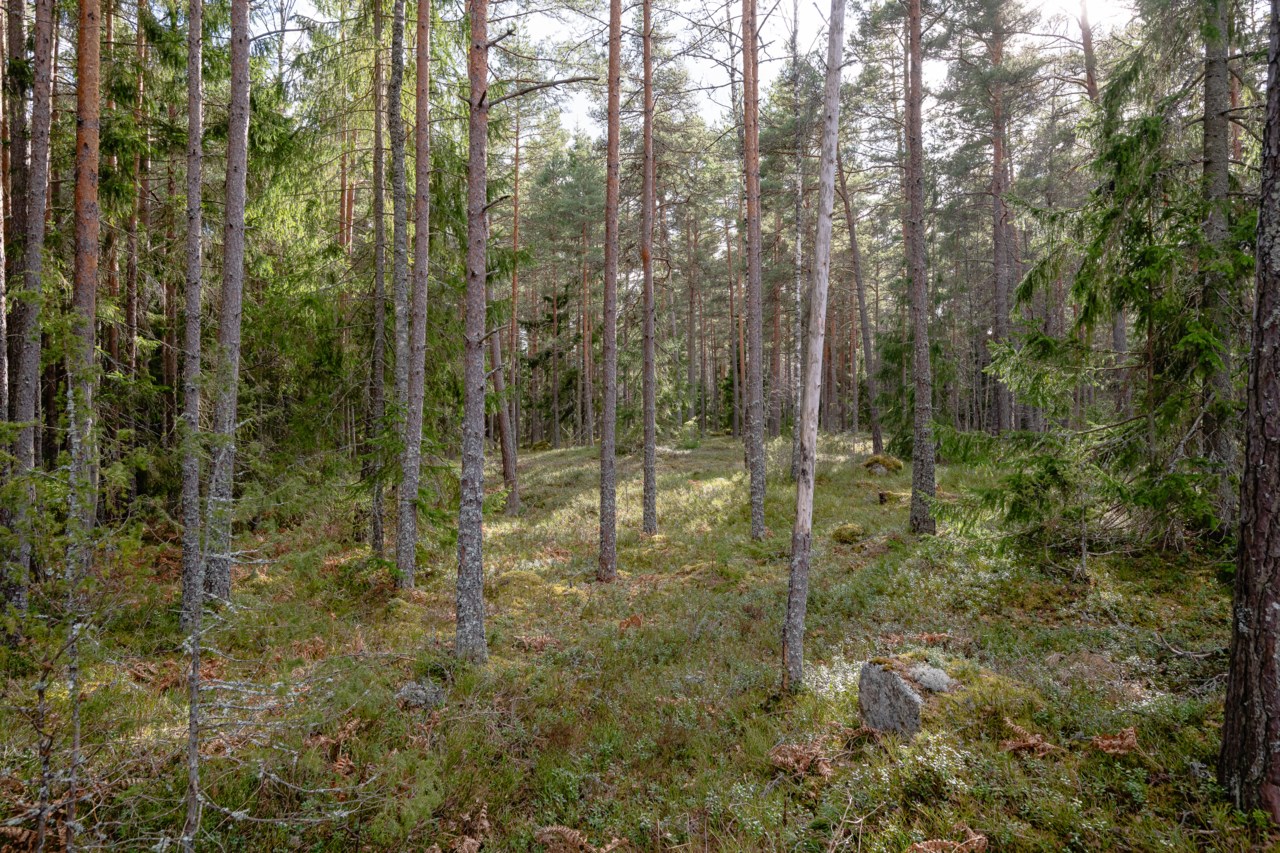Del av tomten