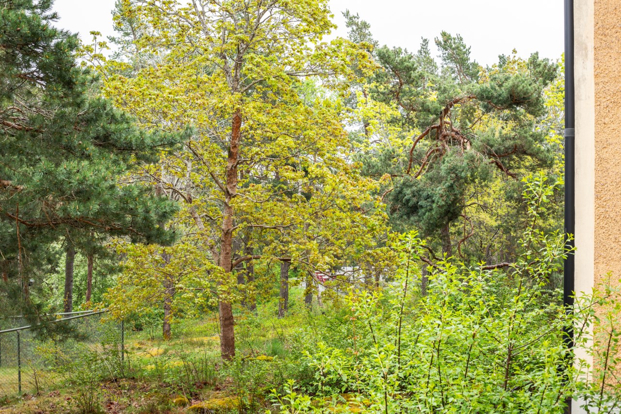 Riksdalervägen 20