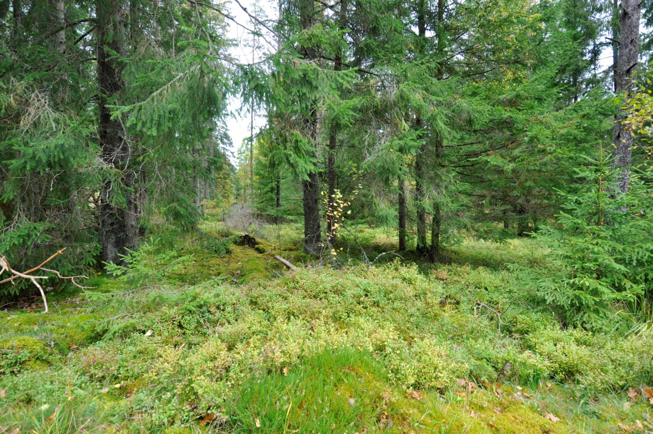 områdesbild