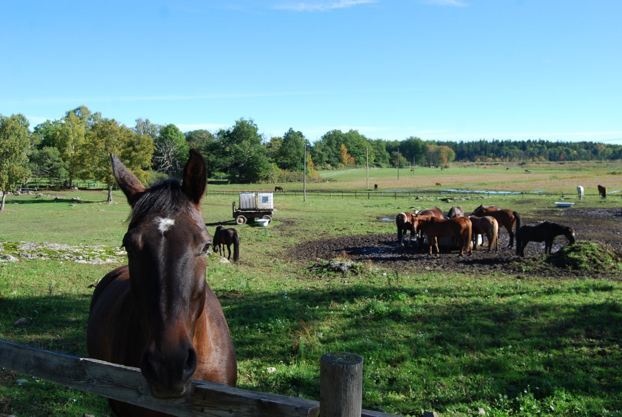 Vindslingan 19
