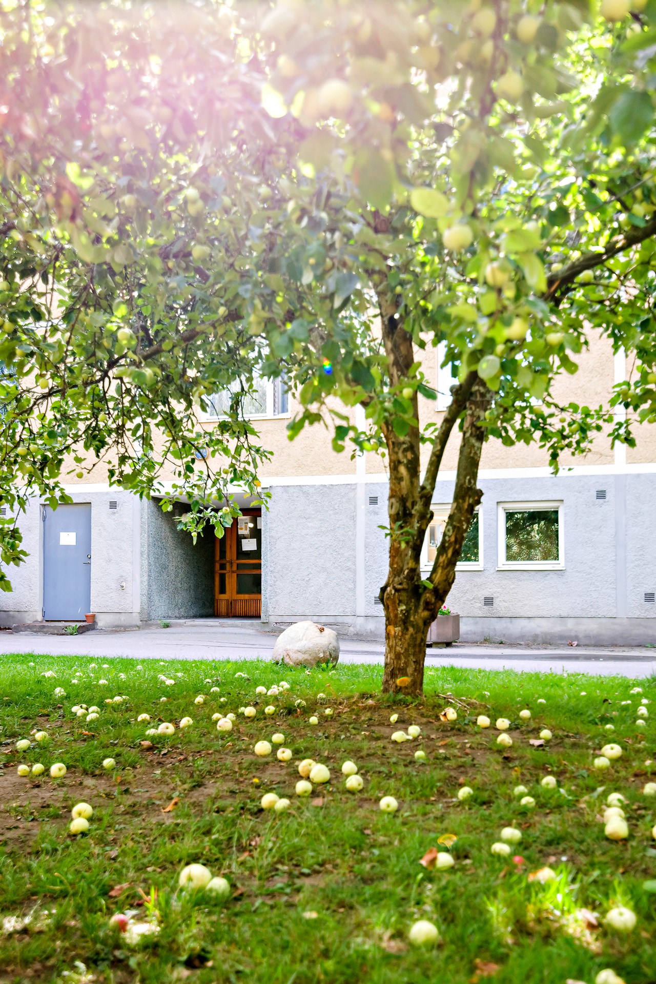 Trevlig innergård med äppelträd och stora gräsytor