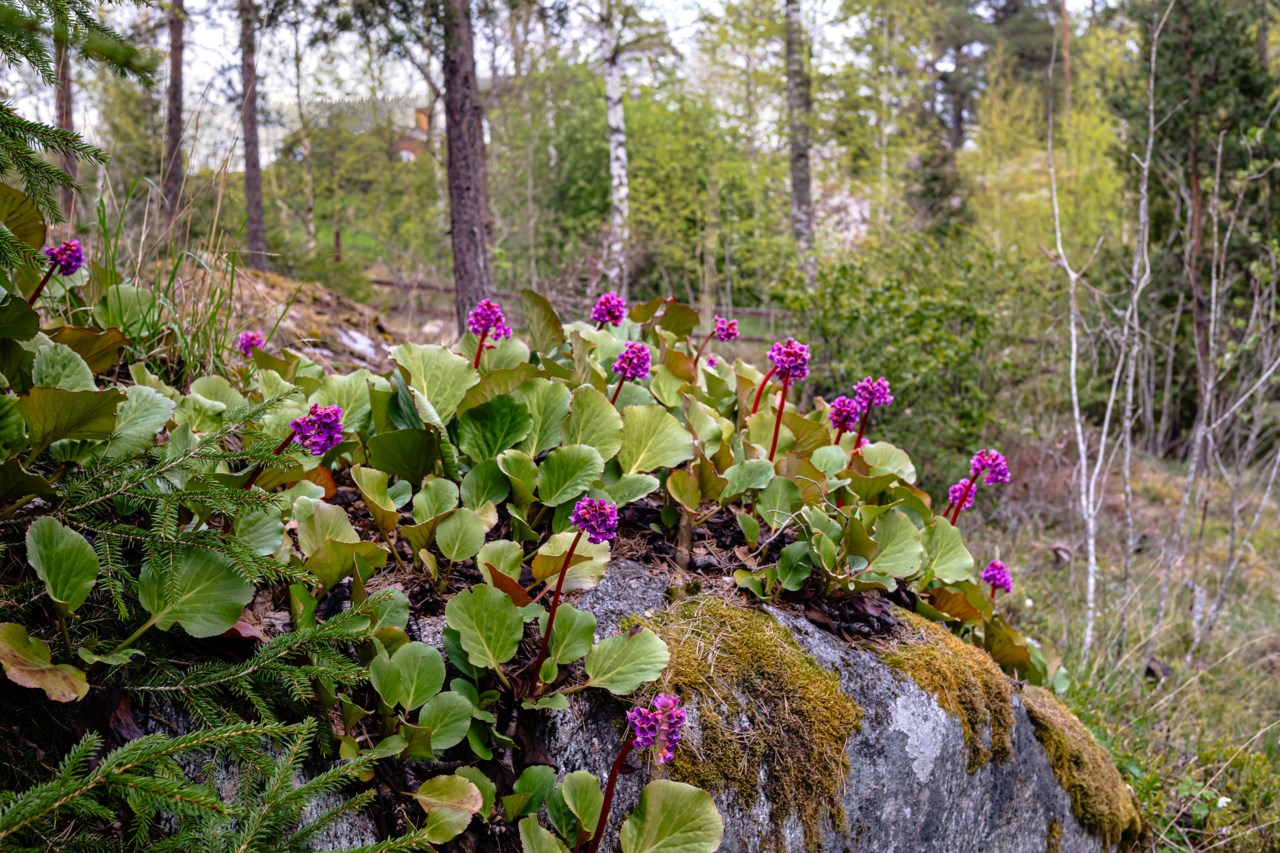 Bergsvägen 9