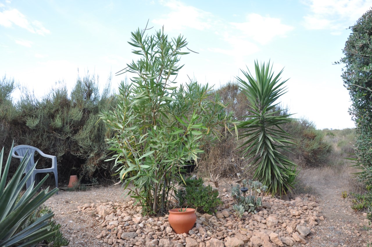 La Regia