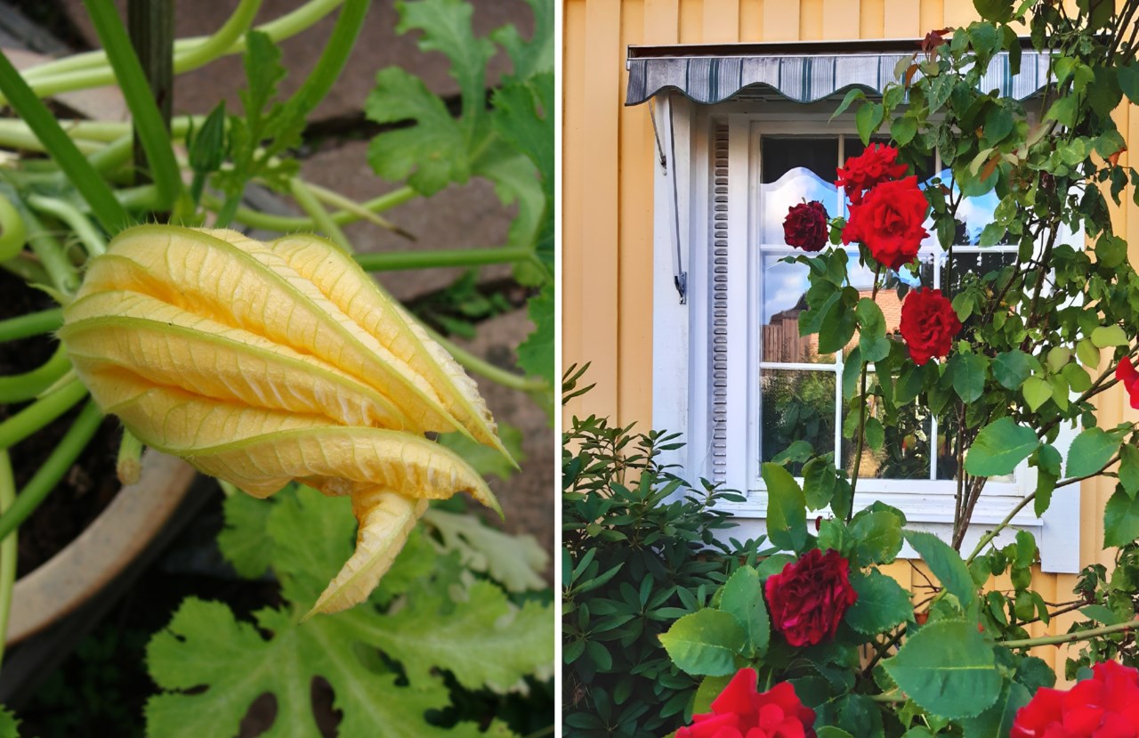 Säljarens sommarbilder