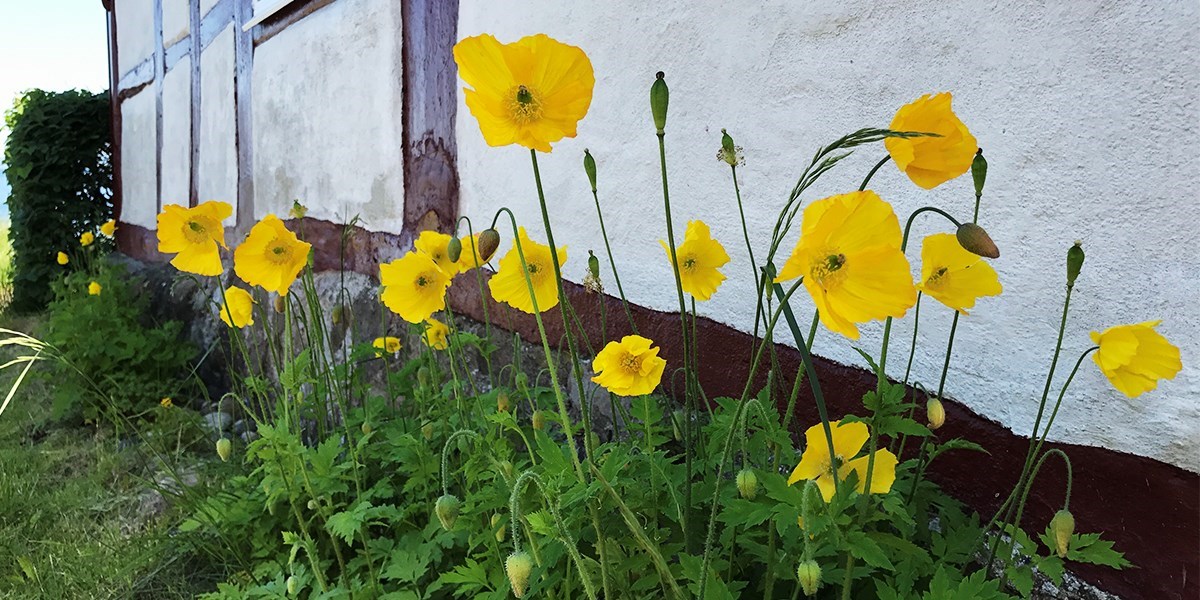 Arild sommarbild