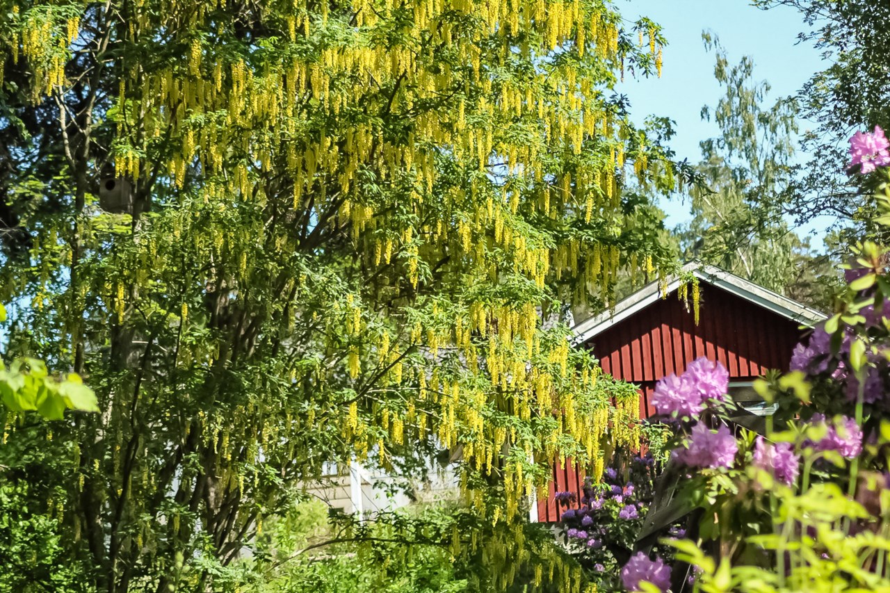 Wilhelm boys väg 15