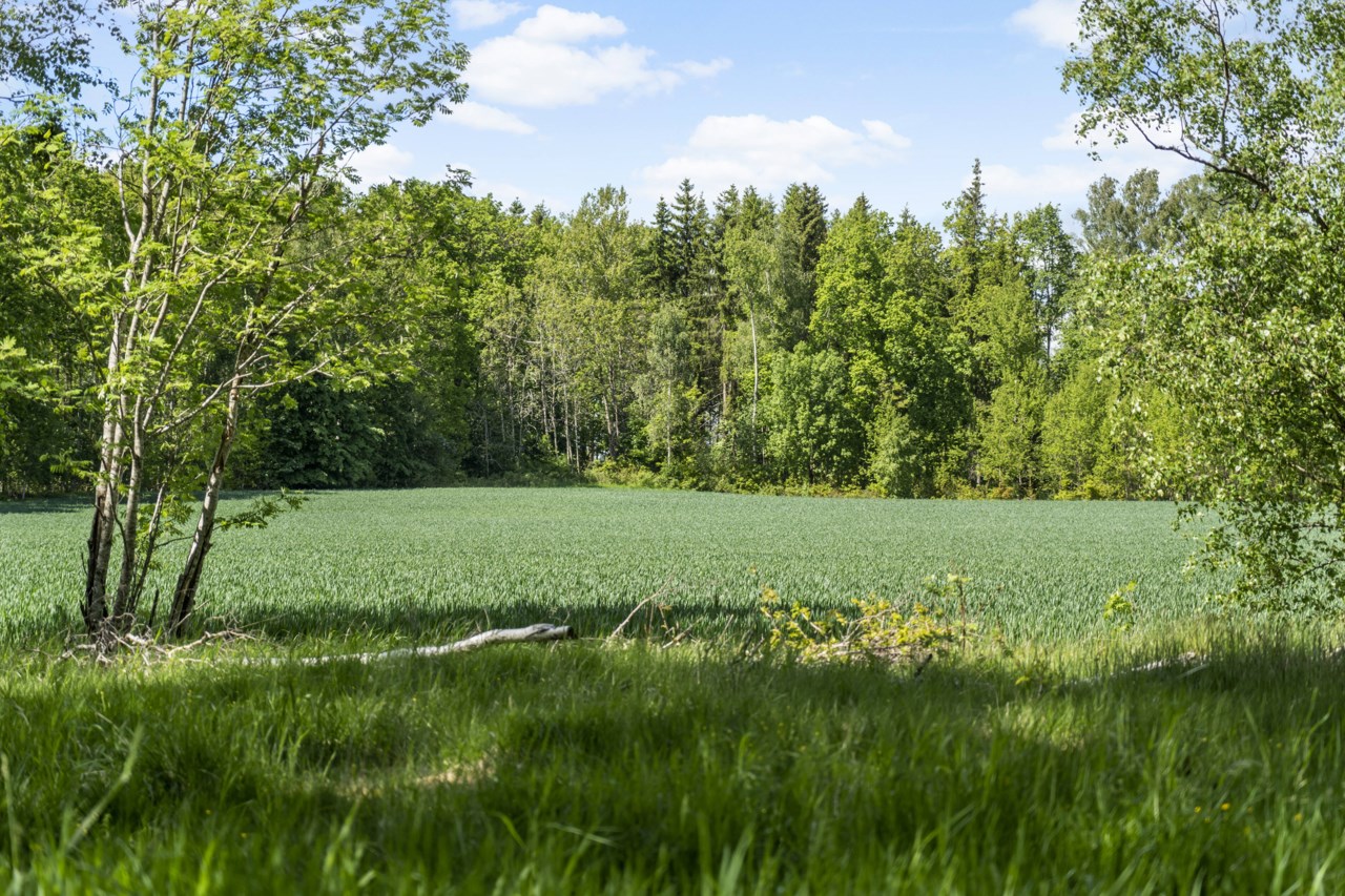 Sommarbild från området!