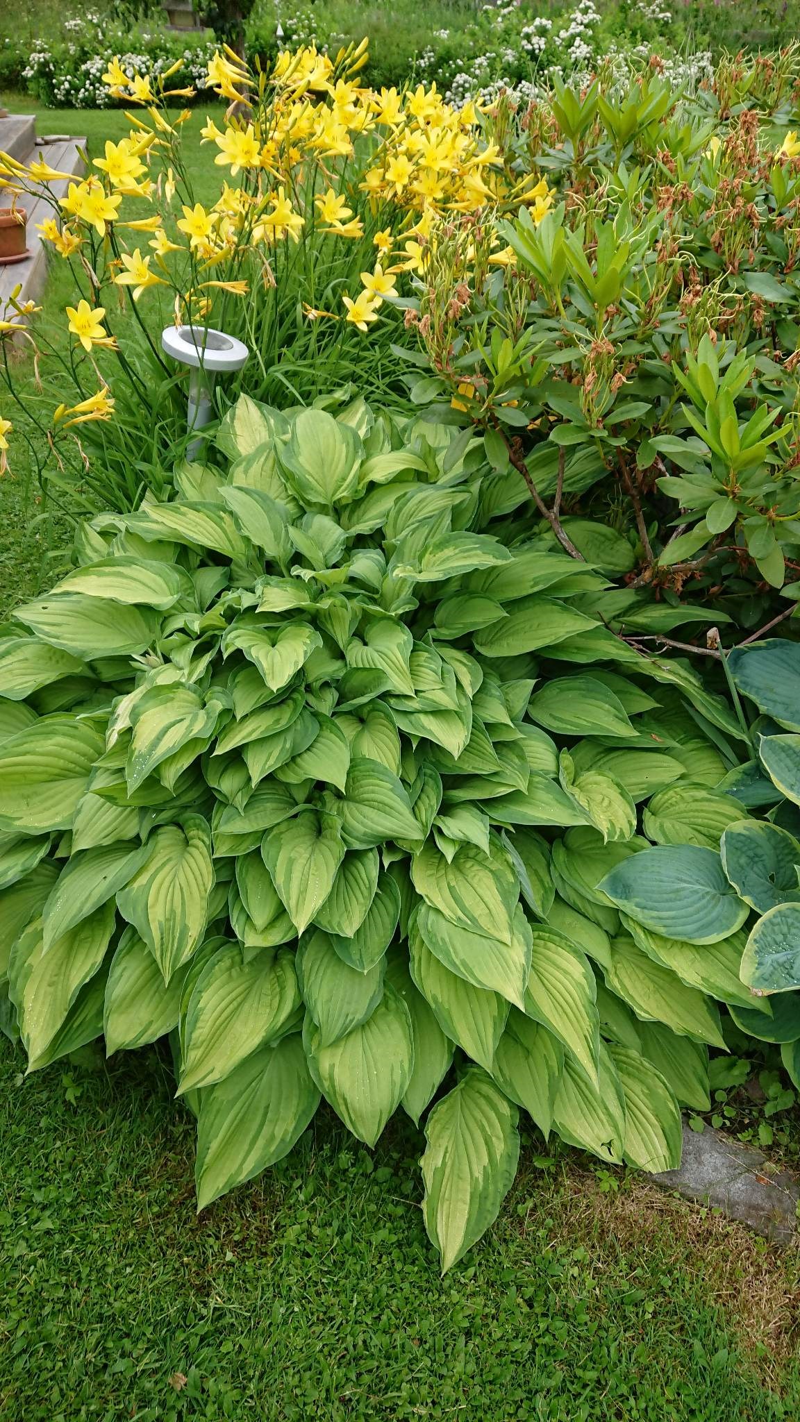 Sommarbild