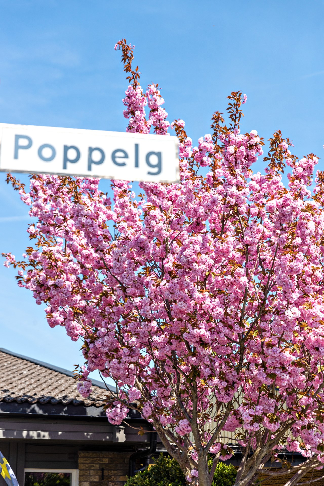 Poppelgatan 1
